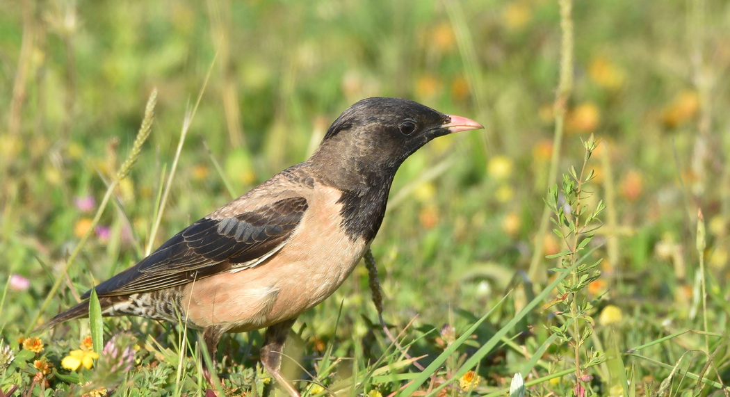 Rosy Starling