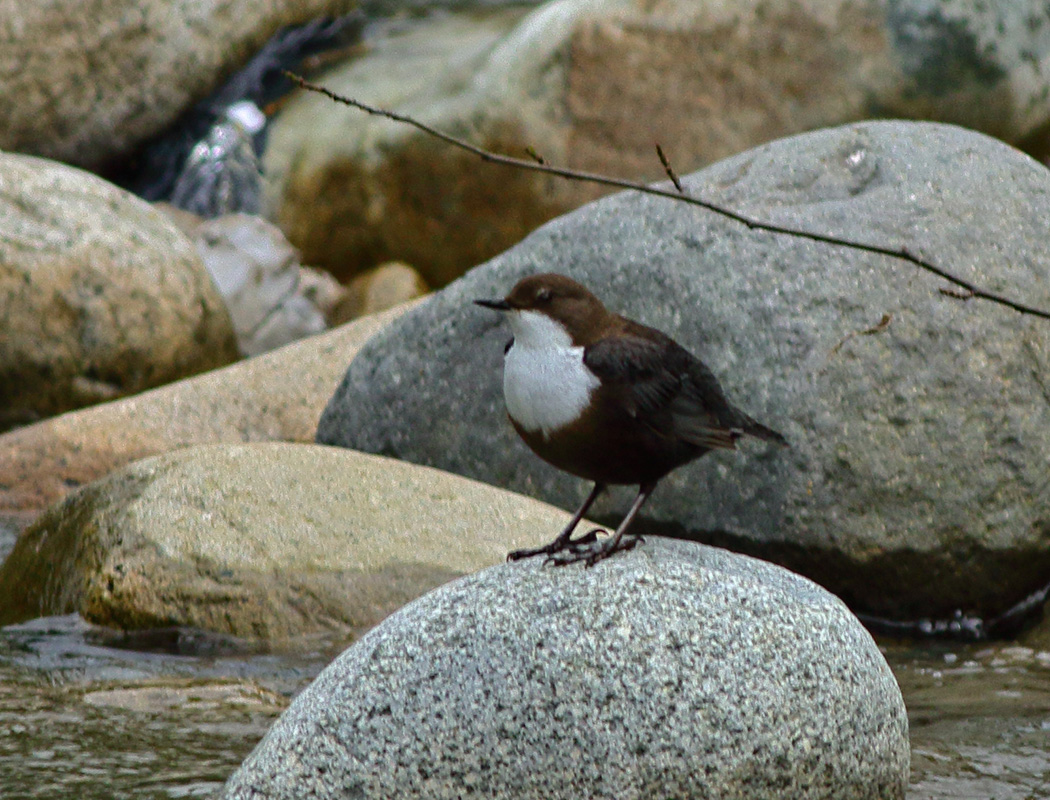 White-throated Dipper