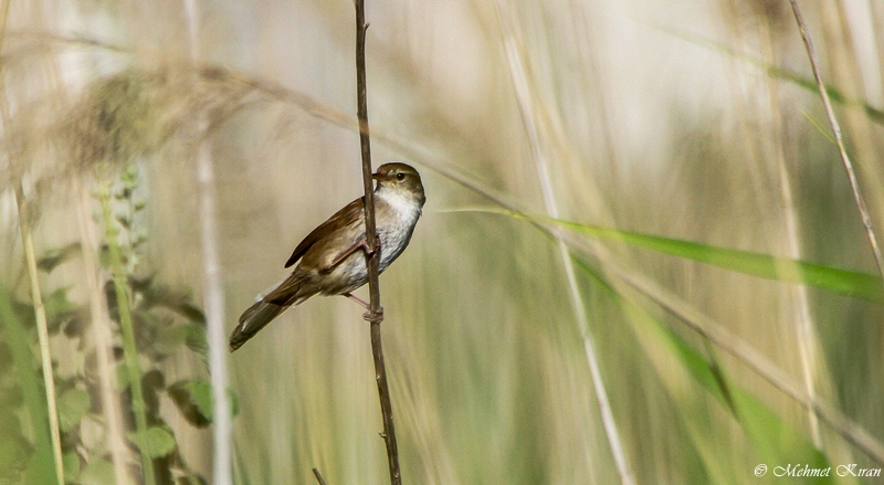 Cetti`s Warbler