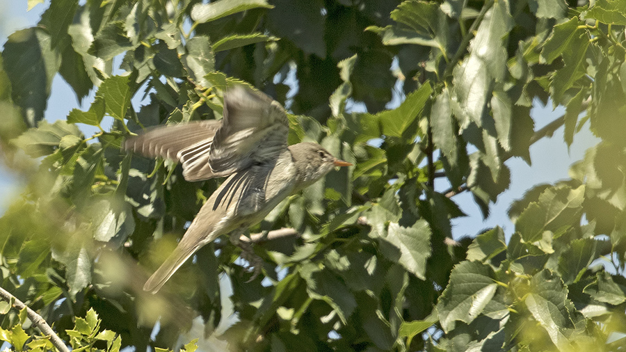 Olive-tree Warbler
