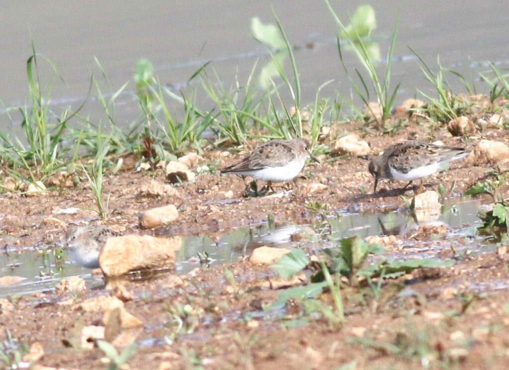 Temminck`s Stint