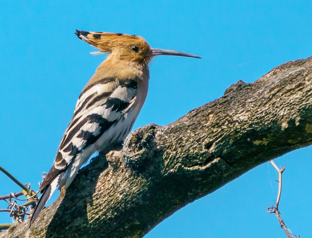 Common Hoopoe