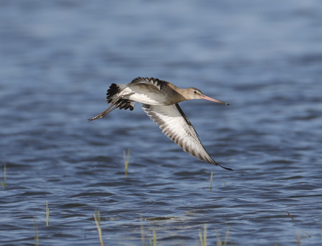 Black-tailed Godwit