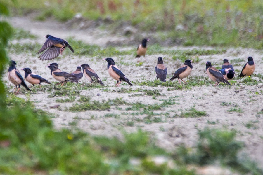 Rosy Starling