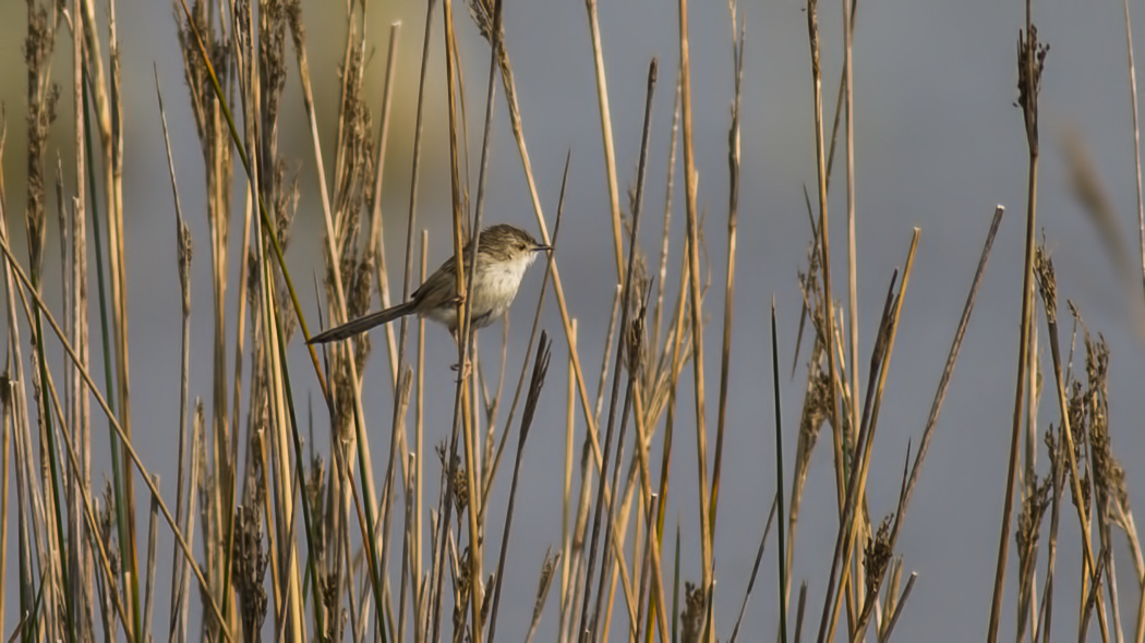 Delicate Prinia