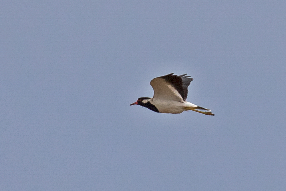 Red-wattled Lapwing