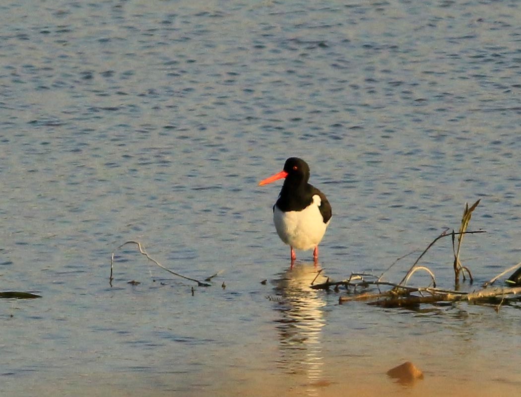 Eurasian Oystercatcher