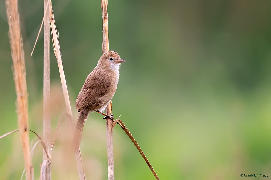 Iraq Babbler