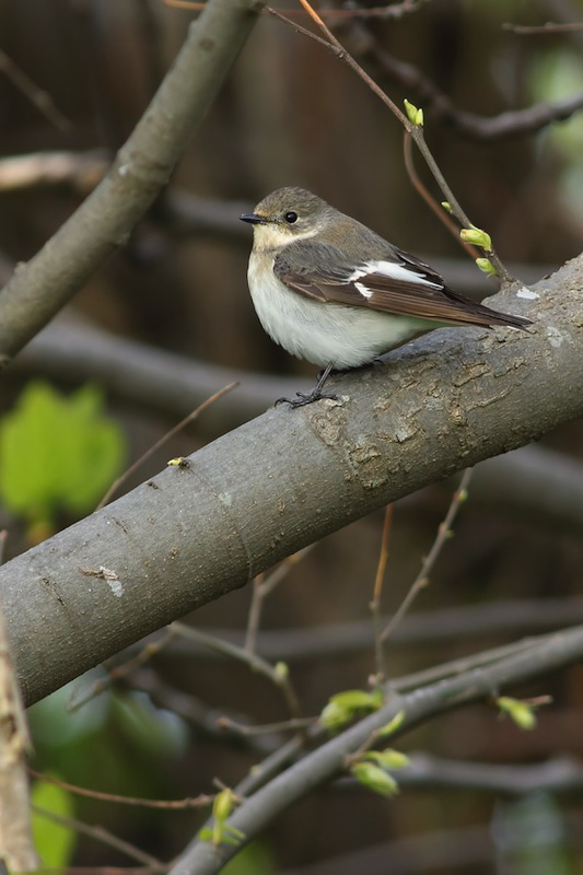 European Pied Flycatcher