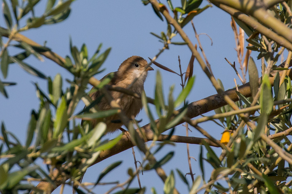 Iraq Babbler