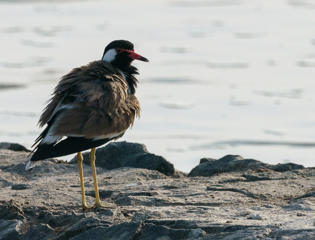 Red-wattled Lapwing