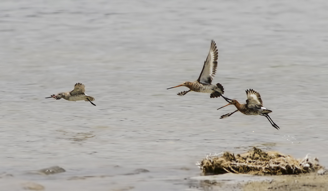 Bar-tailed Godwit