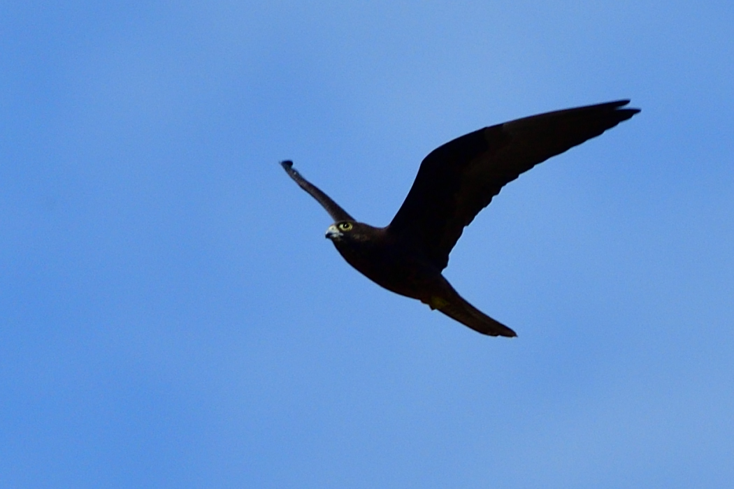 Eleonora`s Falcon