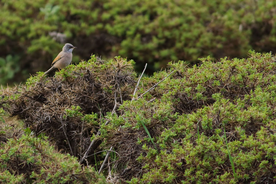 Spectacled Warbler