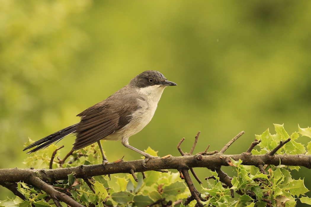 Eastern Orphean Warbler
