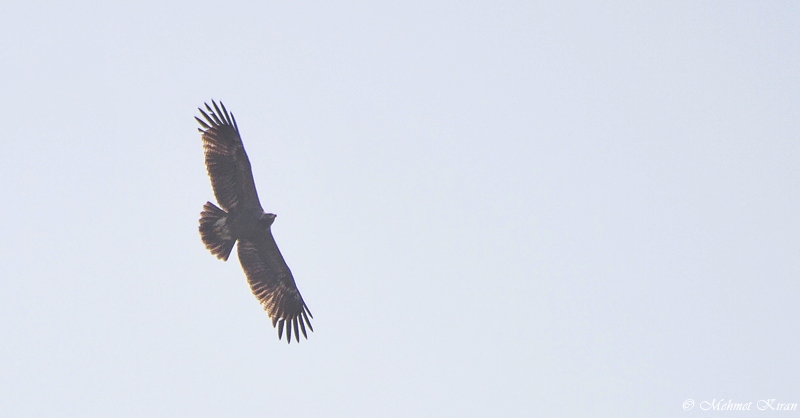 Greater Spotted Eagle