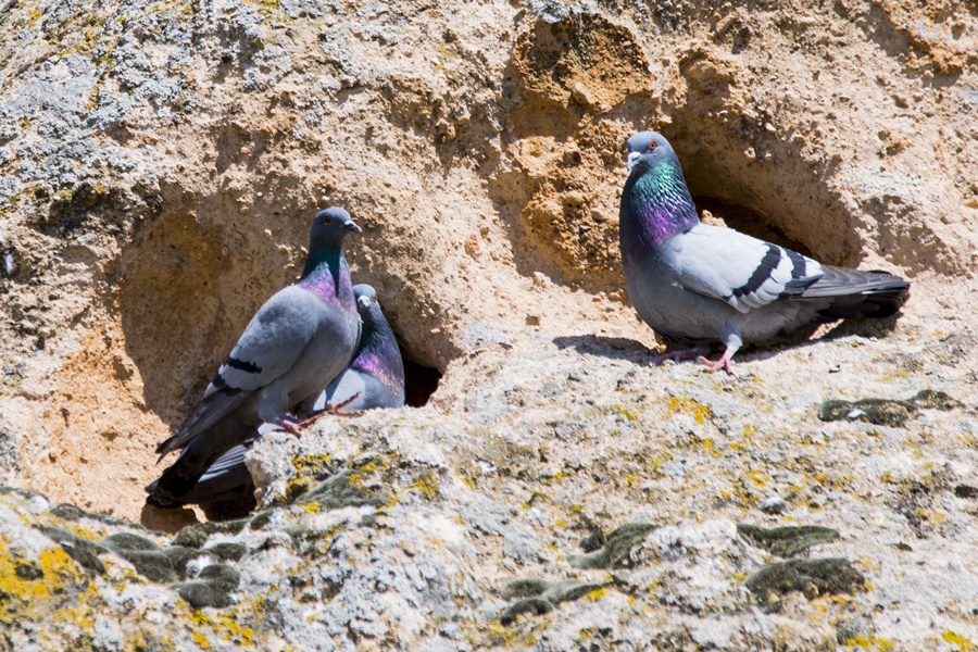Rock Dove