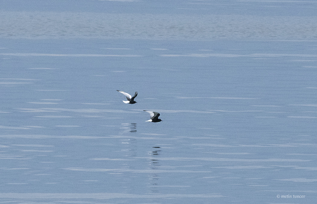 White-winged Tern