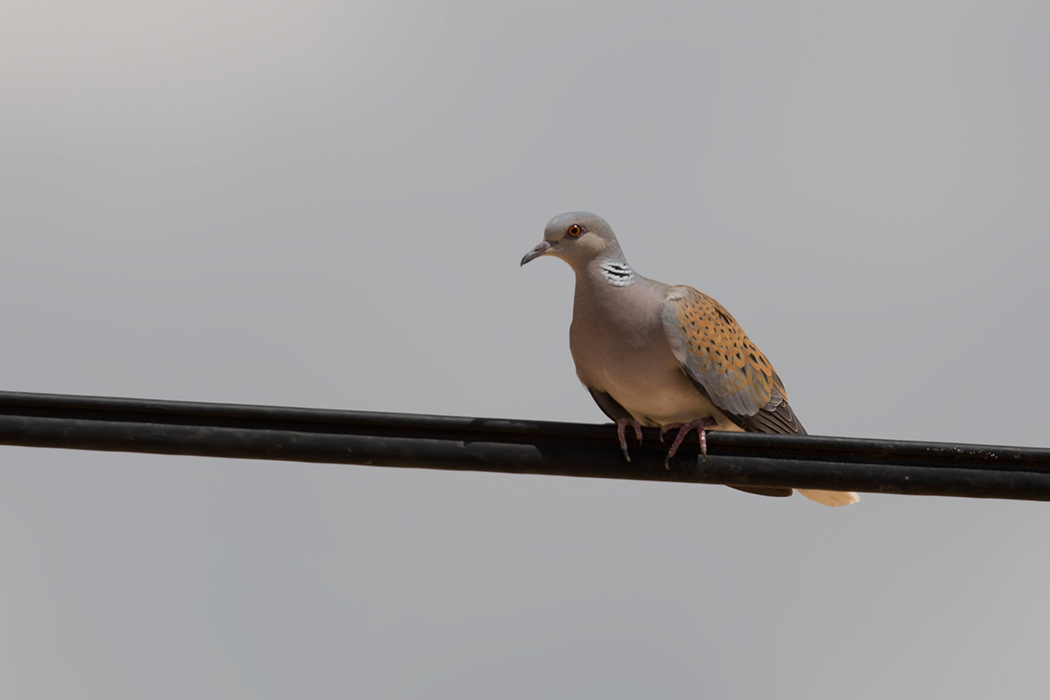 European Turtle Dove