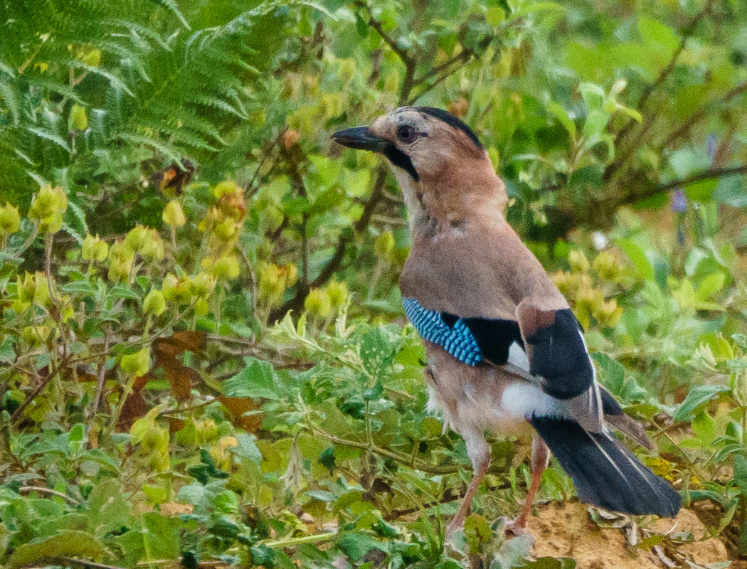Eurasian Jay