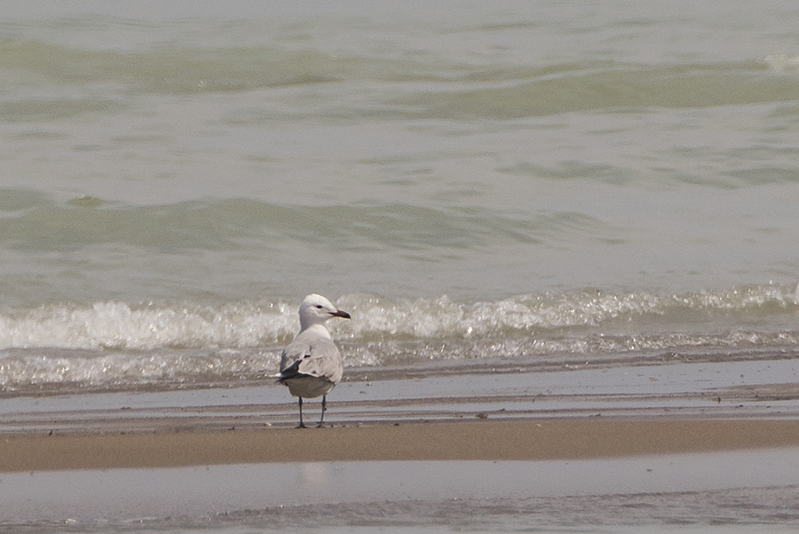 Audouin`s Gull