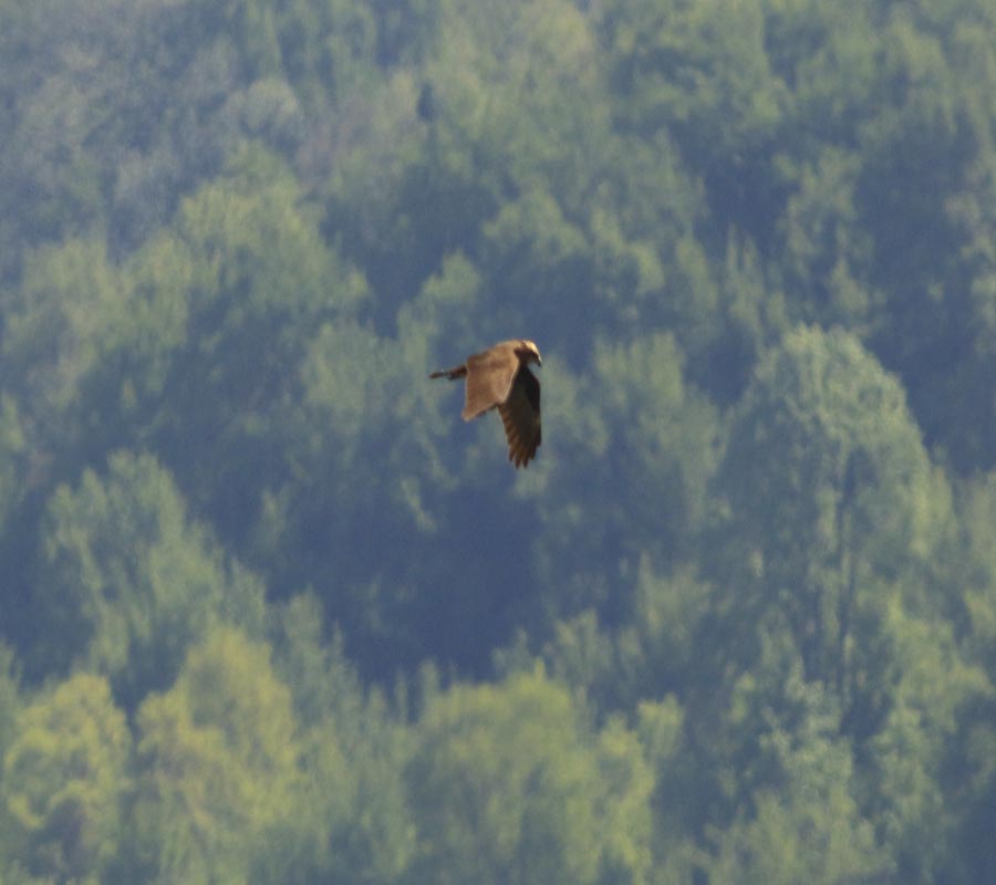 Western Marsh Harrier