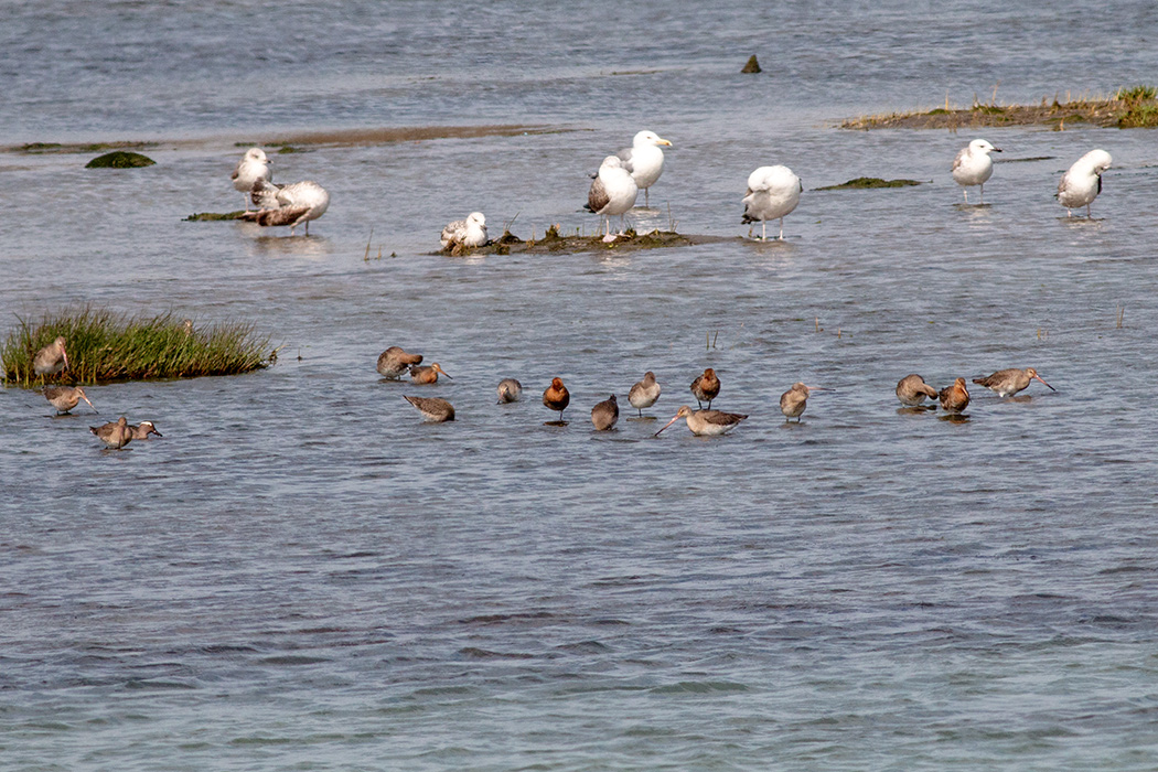 Black-tailed Godwit