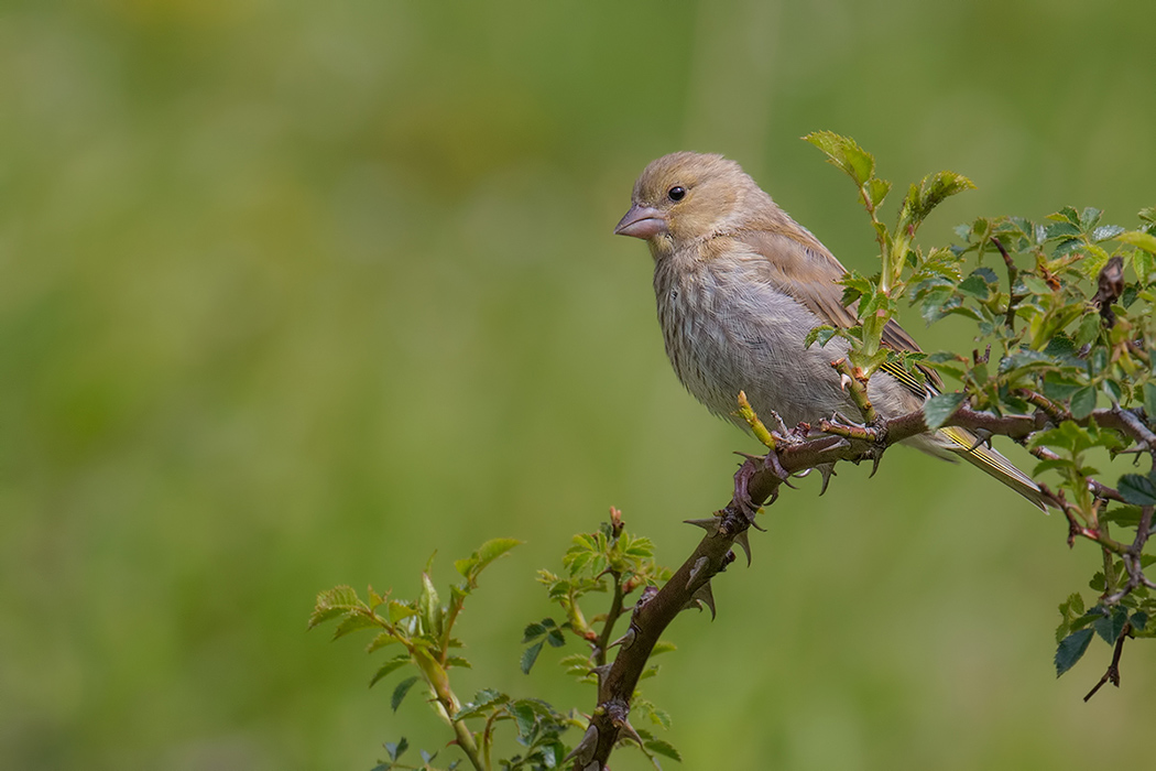 European Greenfinch