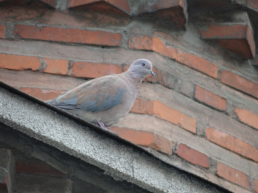 Laughing Dove