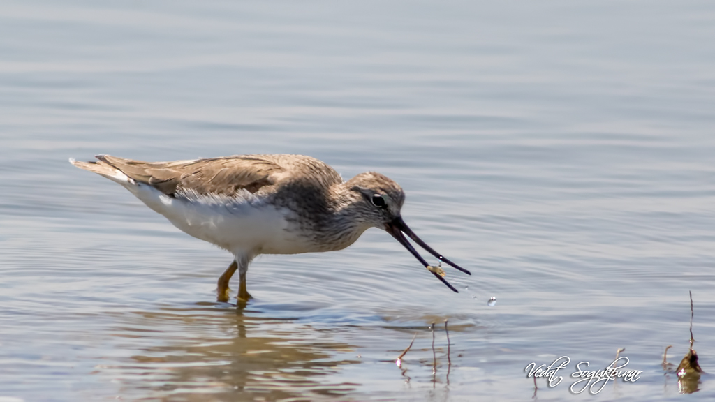 Terek Sandpiper