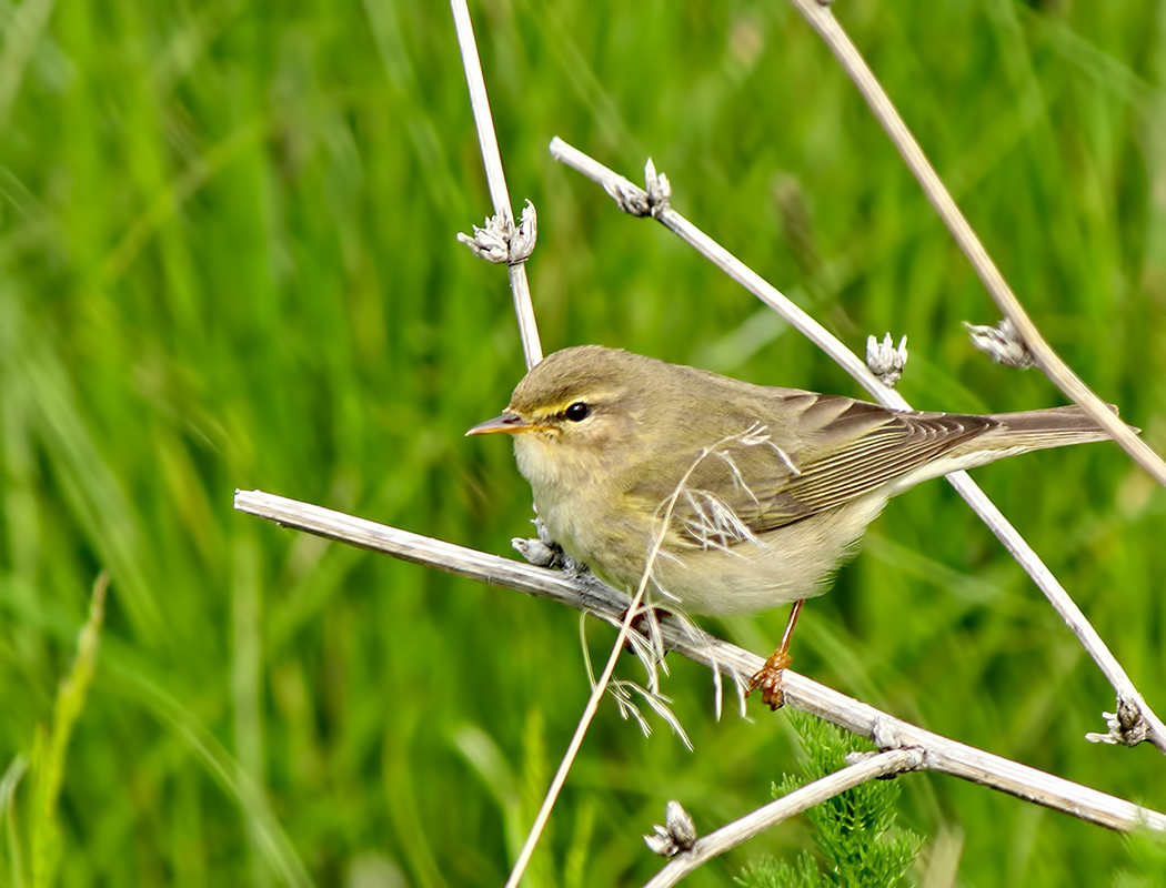 Willow Warbler