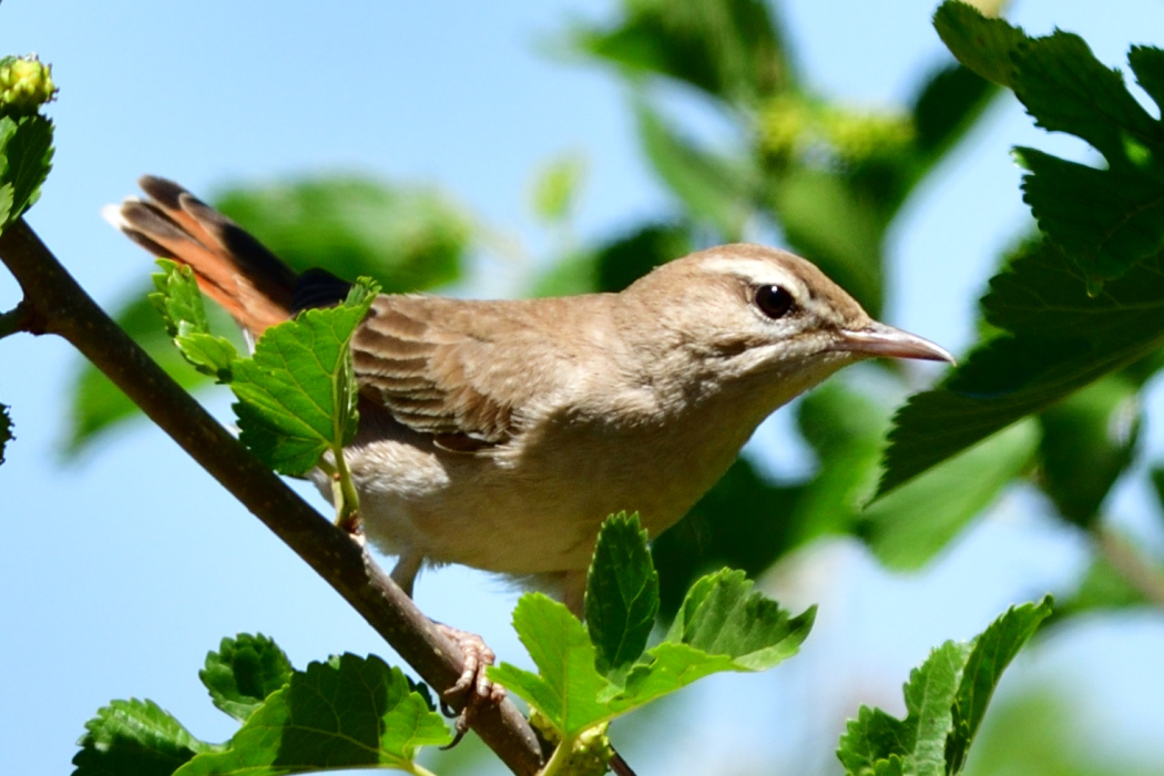 Rufous-tailed Scrub Robin
