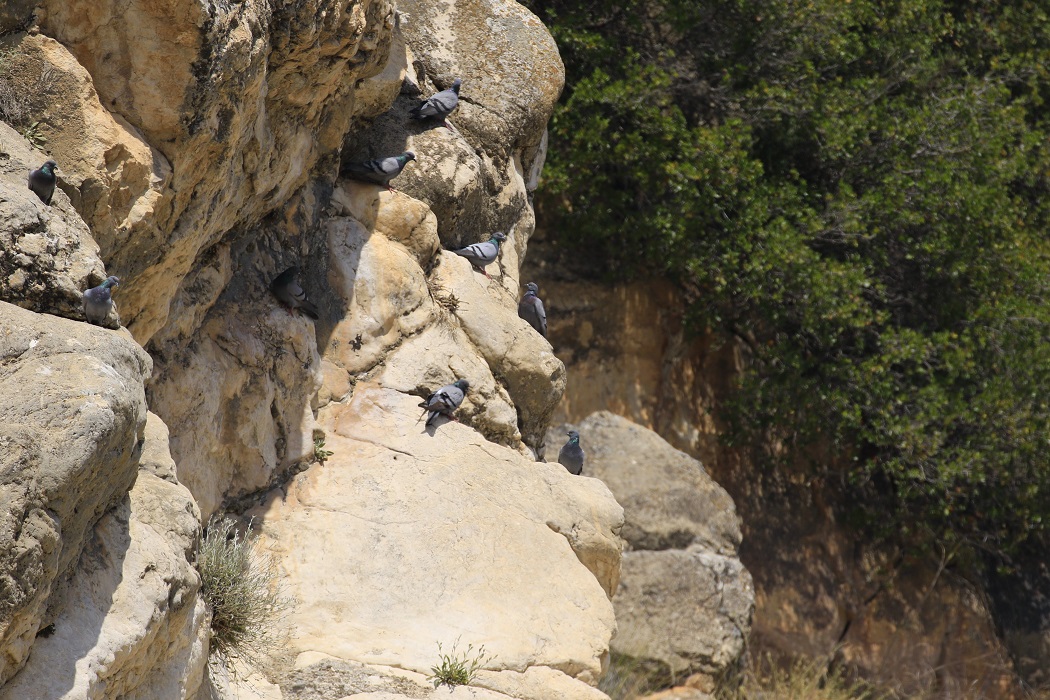 Rock Dove