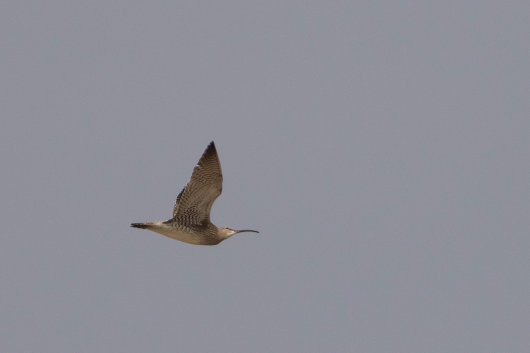 Eurasian Whimbrel