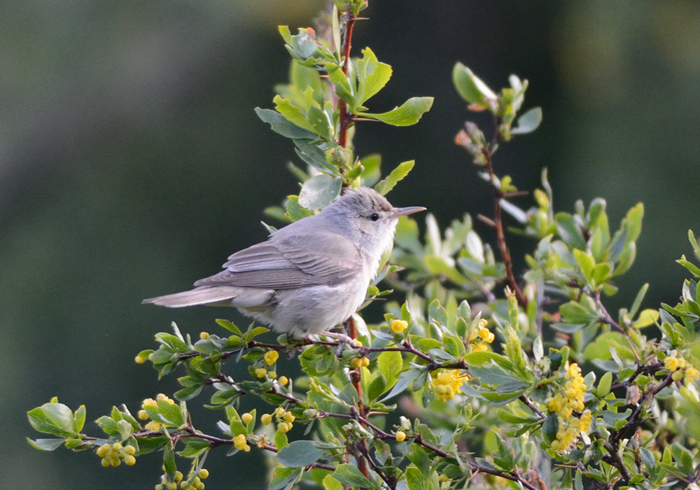 Upcher`s Warbler