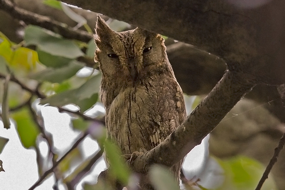 Pallid Scops Owl