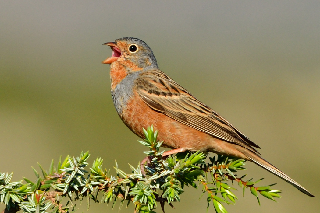 Cretzschmar`s Bunting