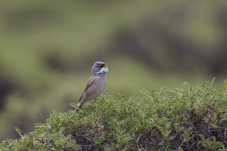 Spectacled Warbler