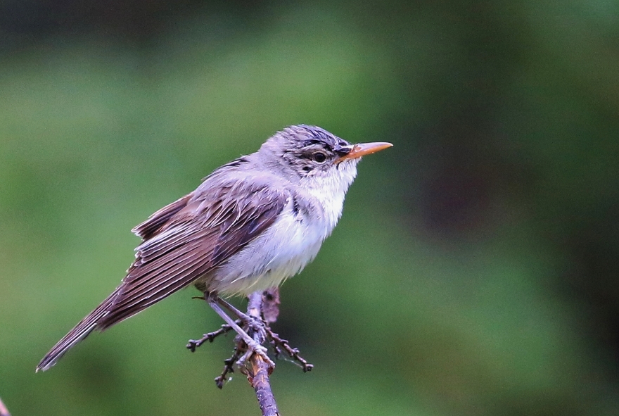 Olive-tree Warbler