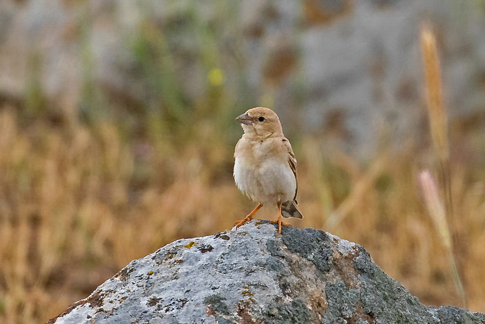 Pale Rockfinch