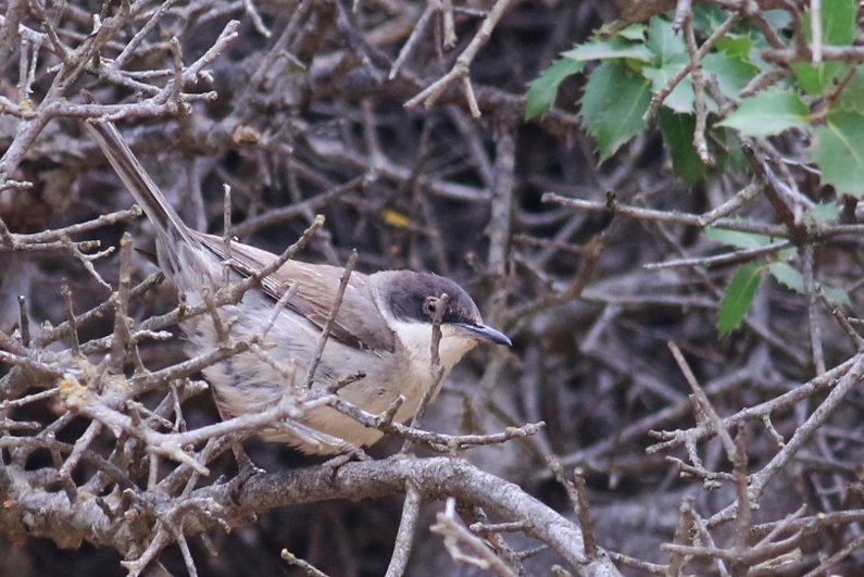 Eastern Orphean Warbler