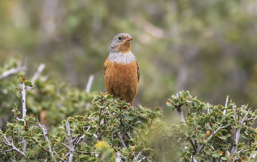 Cretzschmar`s Bunting
