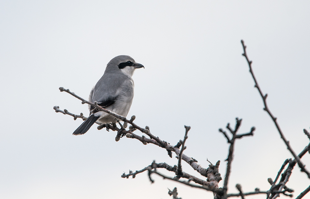 Great Grey Shrike