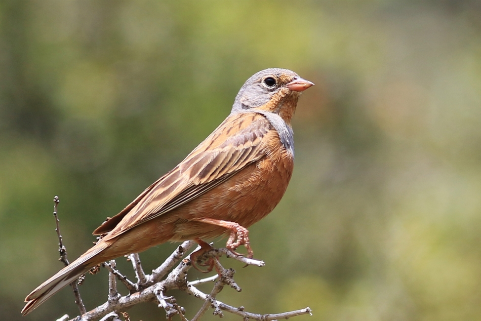 Cretzschmar`s Bunting