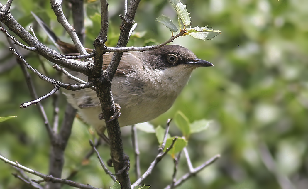 Eastern Orphean Warbler