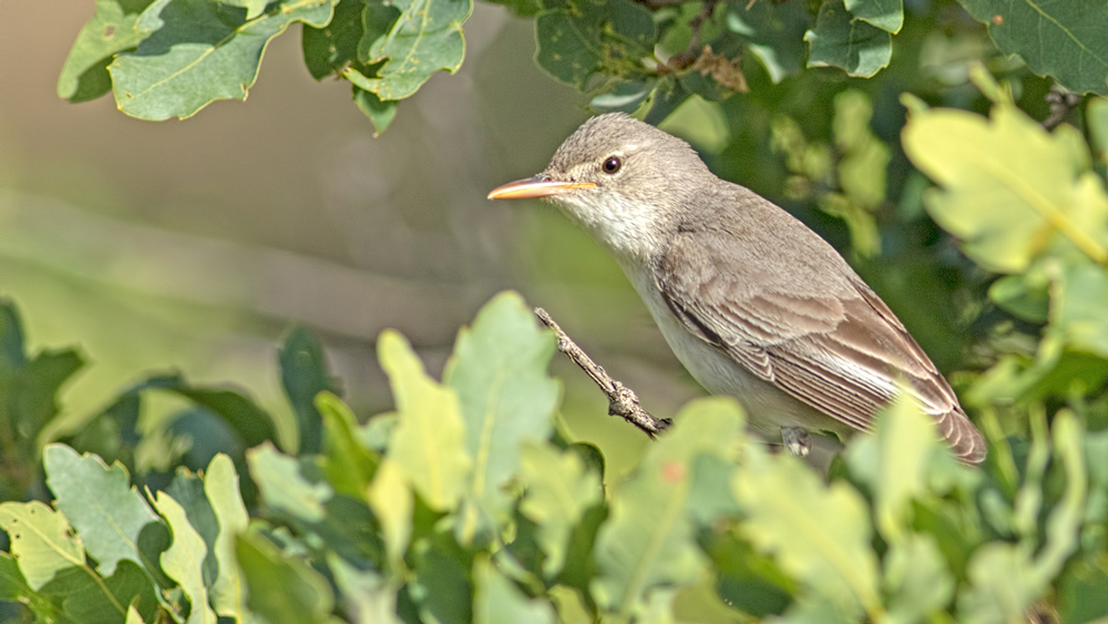 Olive-tree Warbler