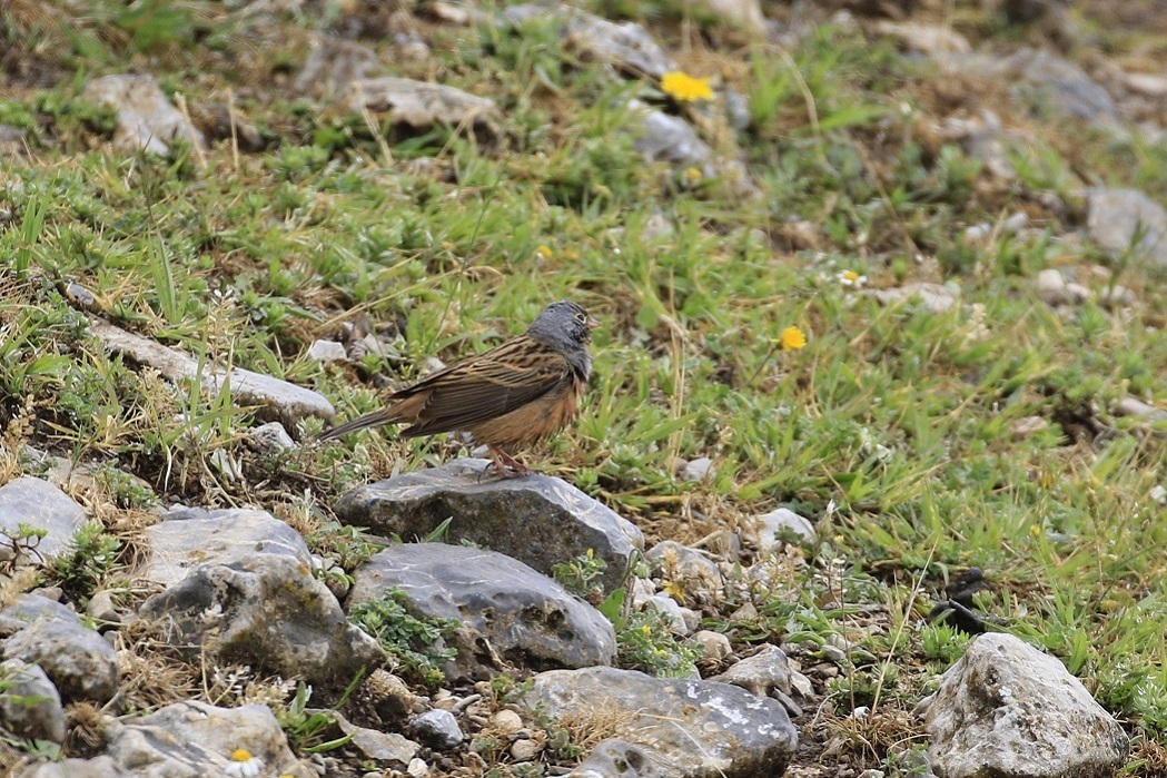 Cretzschmar`s Bunting