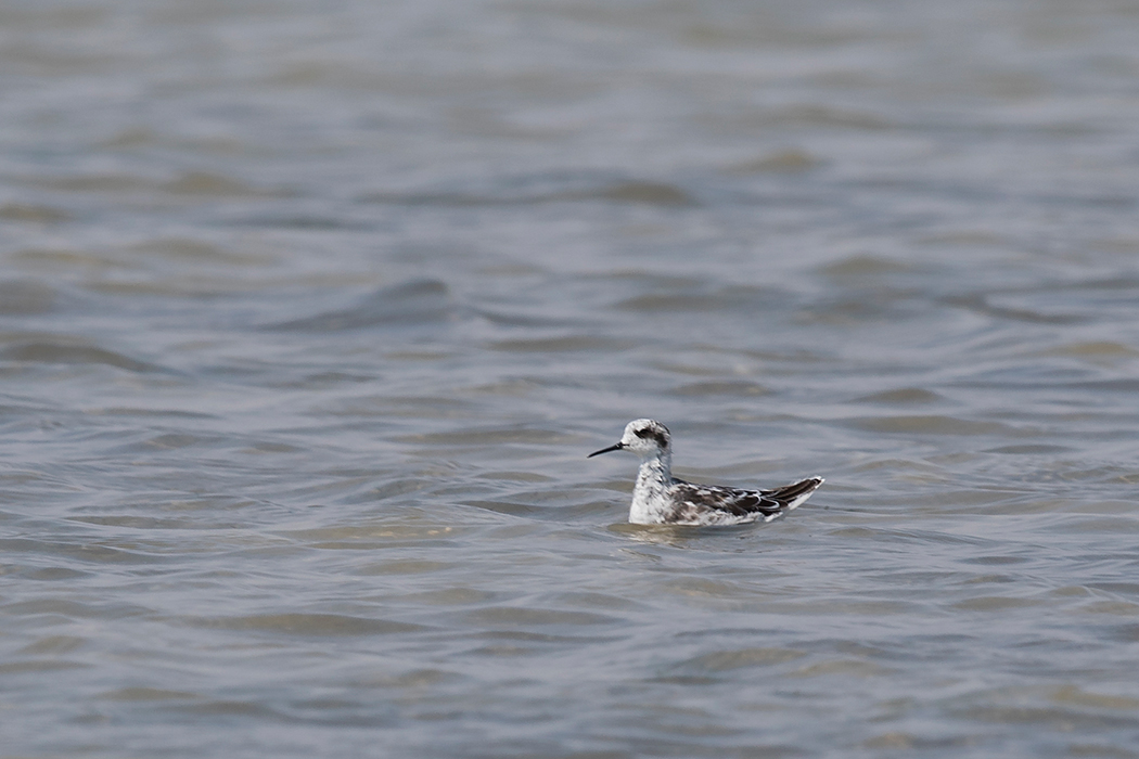 Red-necked Phalarope