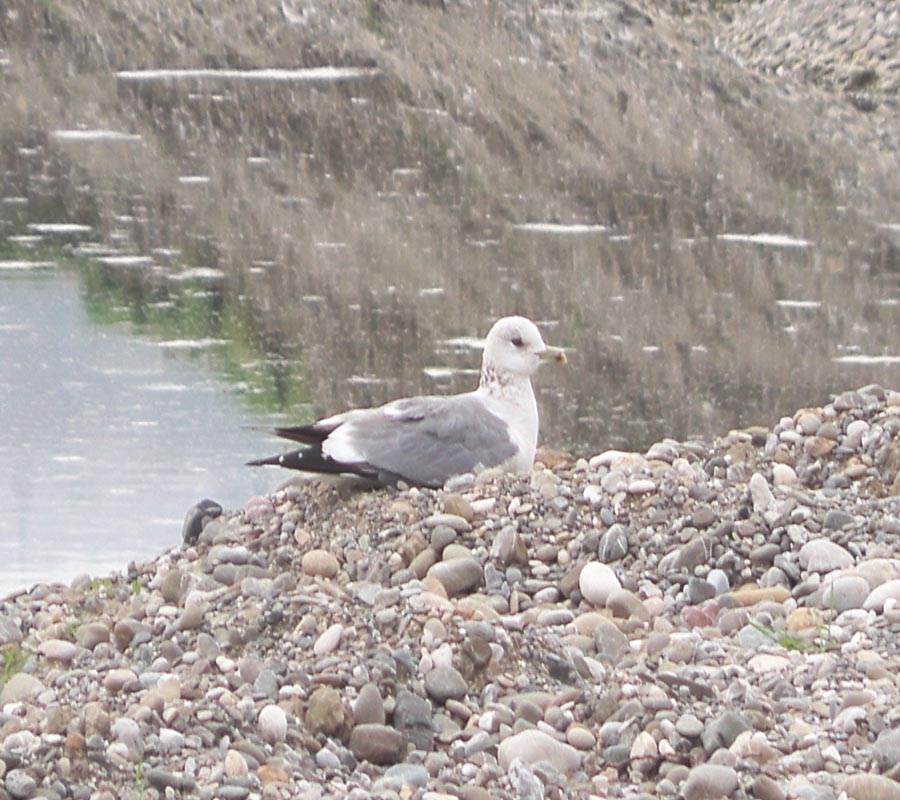 Common Gull