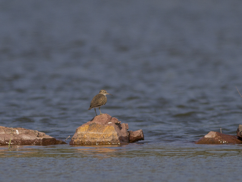 Common Sandpiper